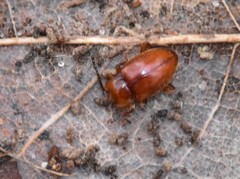 Danae testacea