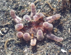 Peachia quinquecapitata