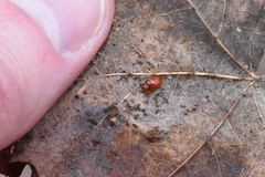 Danae testacea