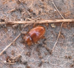 Danae testacea