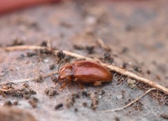Danae testacea