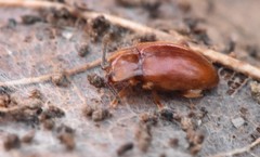 Danae testacea