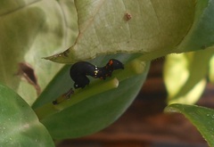 Gonodonta fulvangula