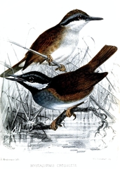 Crossley's Vanga photo 2