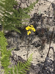 Erysimum teretifolium