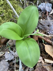 Clintonia umbellulata