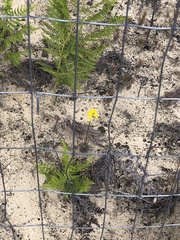 Erysimum teretifolium