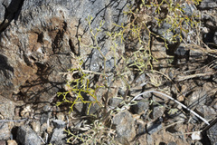 Chorizanthe brevicornu