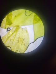 Plagiothecium cavifolium