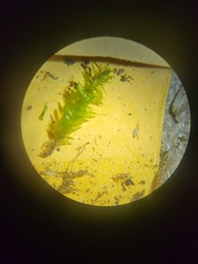 Plagiothecium cavifolium