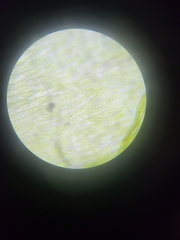 Plagiothecium cavifolium