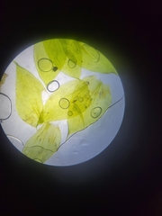 Plagiothecium cavifolium