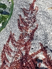 Cumathamnion decipiens