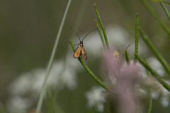 Cauchas rufimitrella