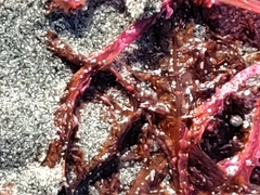 Cumathamnion decipiens