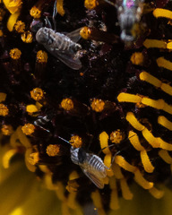 Apolysis