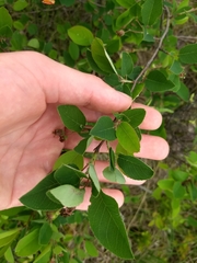 Amelanchier nantucketensis