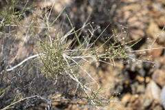 Baccharis brachyphylla