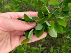 Amelanchier nantucketensis