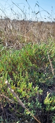 Tecticornia halocnemoides