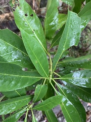 Pavetta australiensis