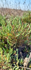 Tecticornia halocnemoides