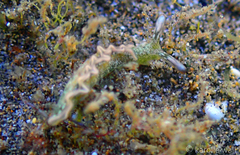 Thuridilla carlsoni