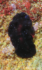 Tytthosoceros nocturnus