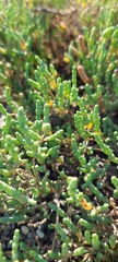 Tecticornia halocnemoides