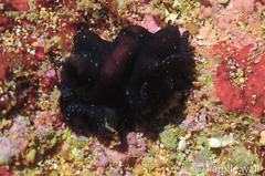 Tytthosoceros nocturnus