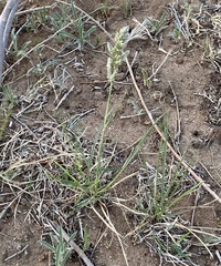 Poa arachnifera