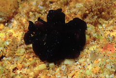 Tytthosoceros nocturnus