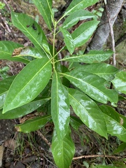 Pavetta australiensis