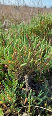 Tecticornia halocnemoides
