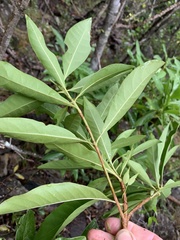 Pavetta australiensis