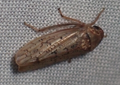 Ponana rubida