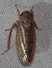 Ponana rubida