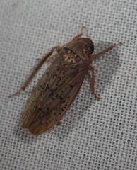 Ponana rubida