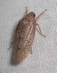 Ponana rubida