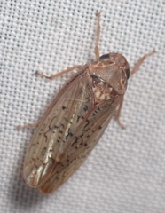 Ponana rubida