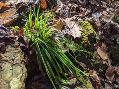 Carex austrocaroliniana