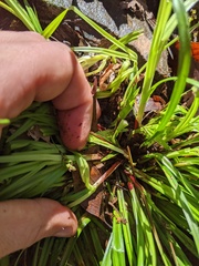 Carex austrocaroliniana