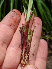 Carex austrocaroliniana
