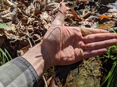 Carex austrocaroliniana