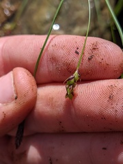 Carex austrocaroliniana