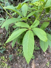 Aesculus californica