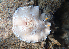 Platydoris formosa