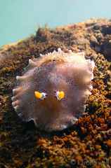 Platydoris formosa