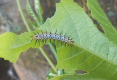 Heliconius erato hydara