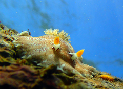 Platydoris formosa